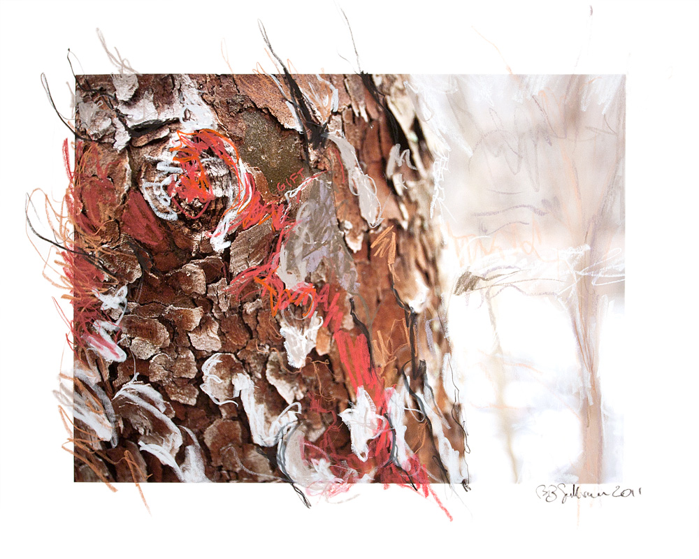 close up of tree trunk with pastel lines drawn over it