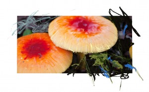 bright red and yellow mushrooms on forest floor with pastels color lines drawn on the photograph