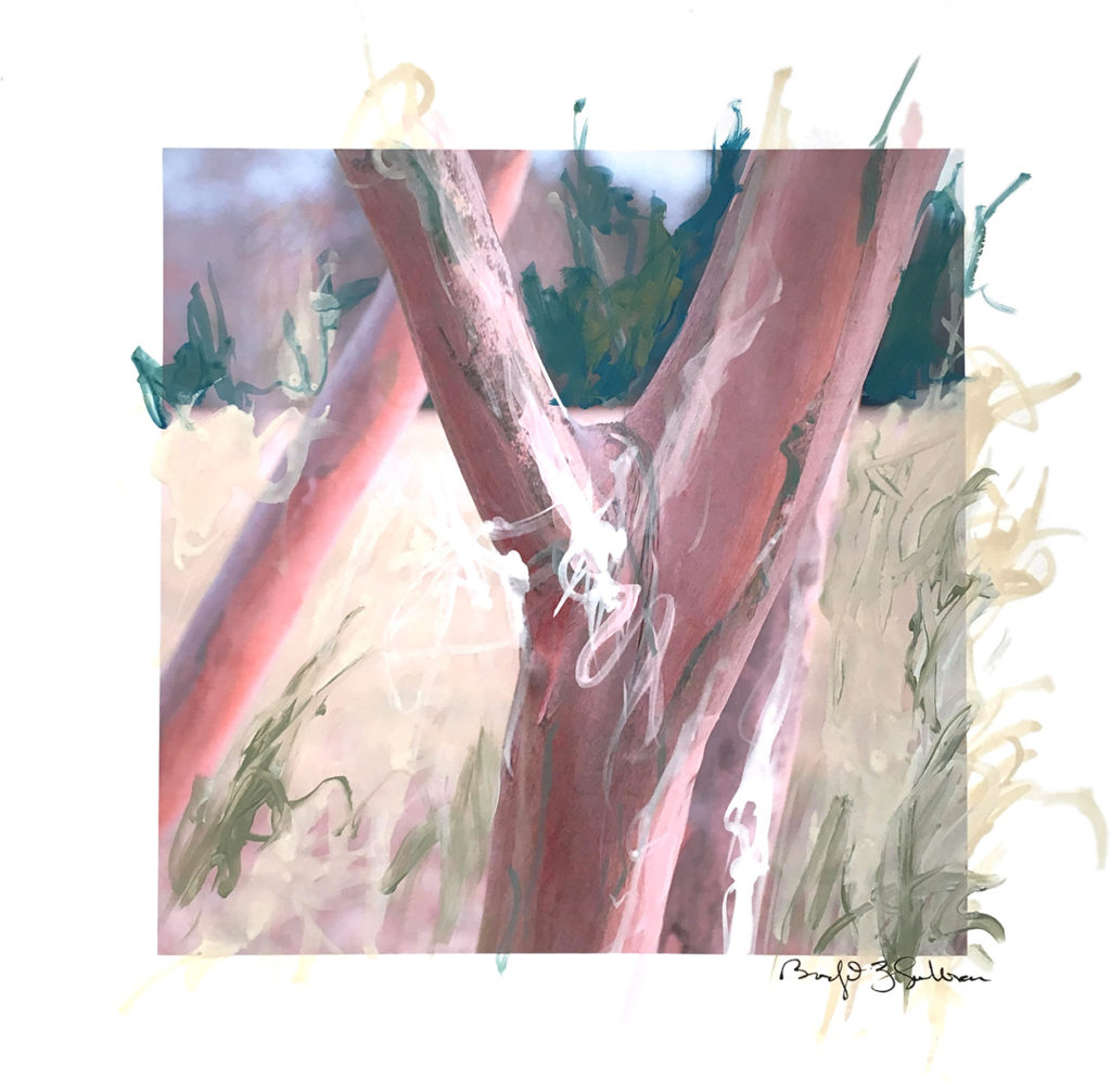 image of tree trunks with expressive painted and hand drawn marks on top of the image - background is blurred